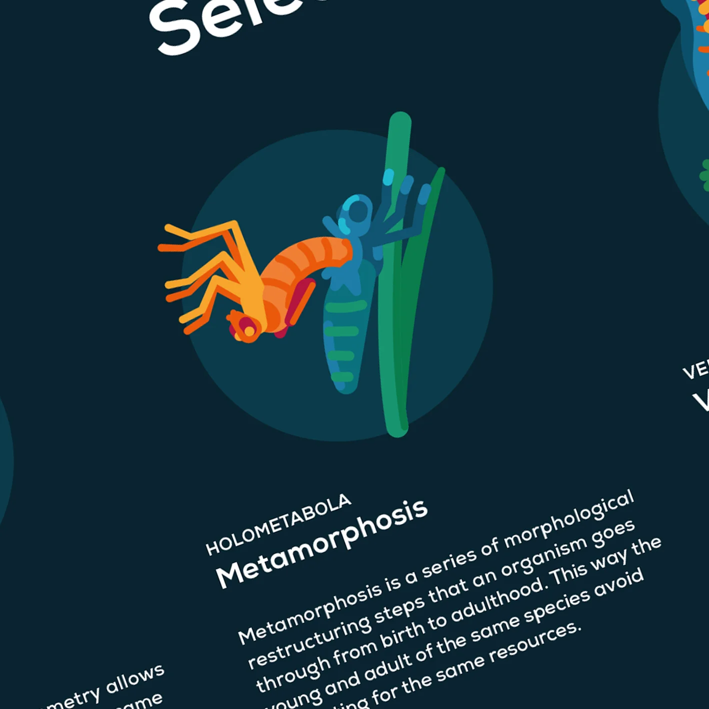 Map of Evolution Poster - Image 5