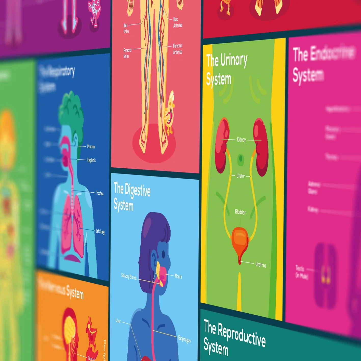 Human Body Poster - Image 3