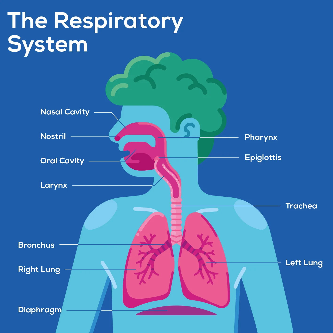 Human Body Poster - Image 5