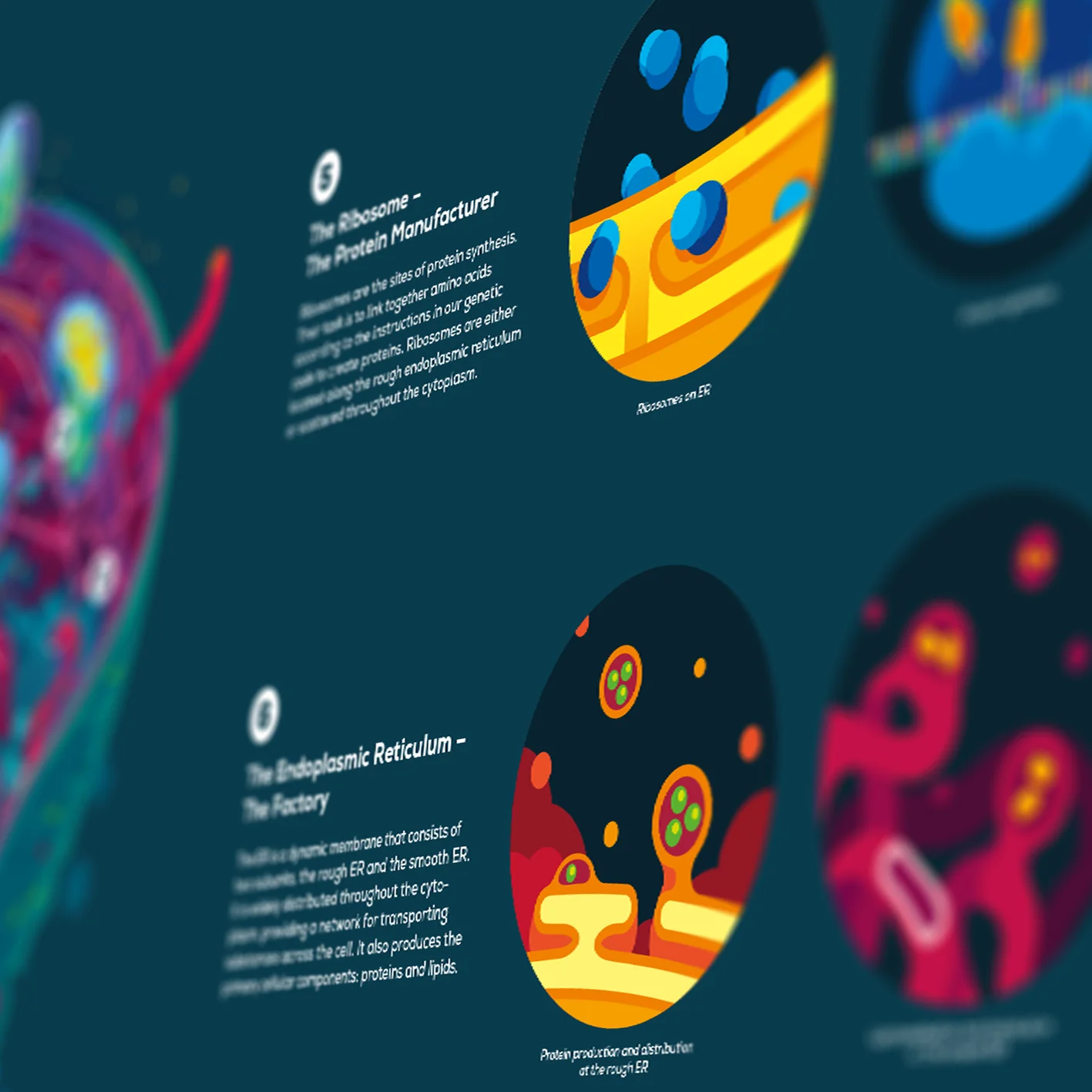 Human Cell Poster - Image 4